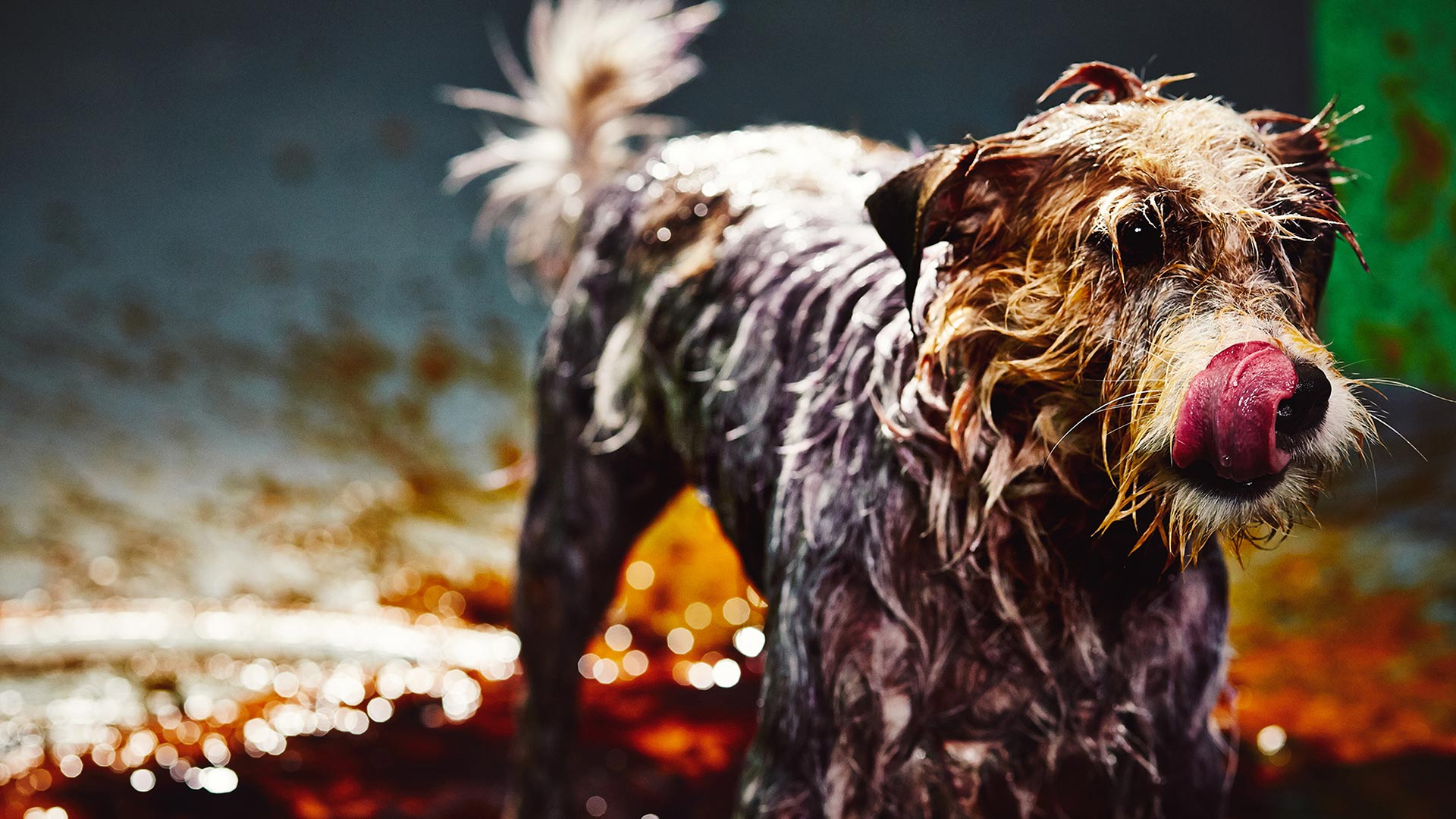 Hungry animals. СТАВАРТ собака. Безвредные звери (2015). Creative Dog.