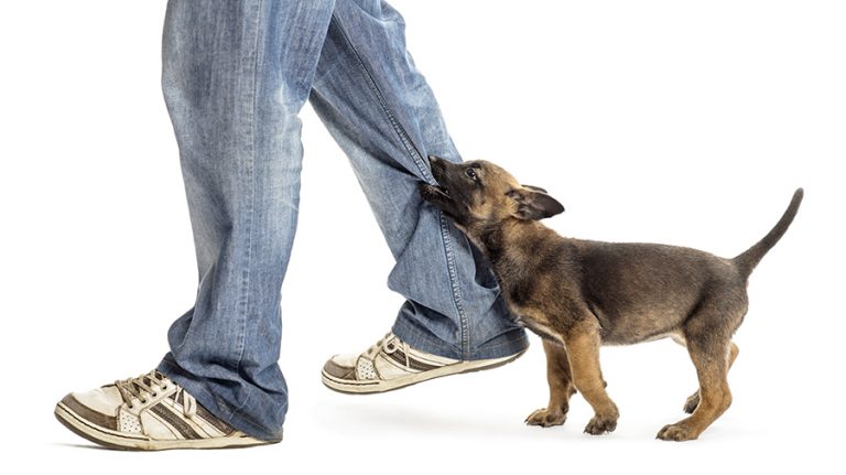 Insignificante Divertidísimo Illinois Cómo enseñar a un cachorro a no morder: claves en positivo