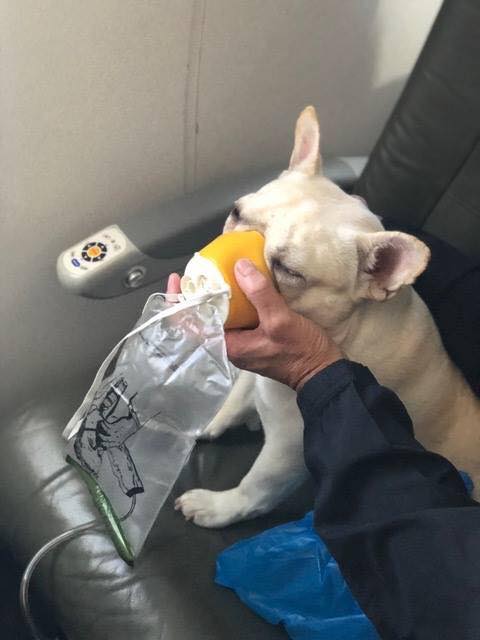 Una Bulldog Francés que no podía respirar yendo a bordo de un avión, salvada por la tripulación