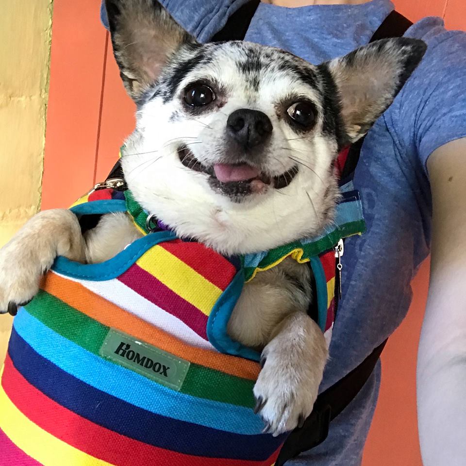 Acupuntura para adelgazar chihuahua