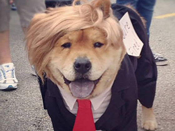 Resultado de imagen para Fotos del perro de Donald Trump