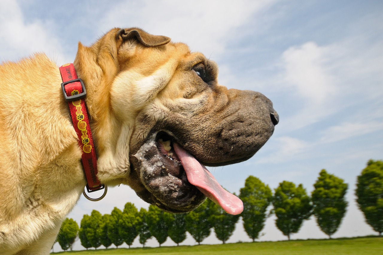 Que causa la saliva de perro
