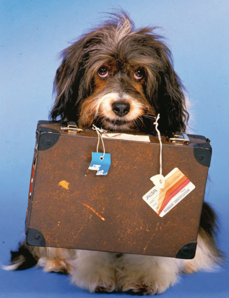 Resultado de imagen de pipin el perro de la tele