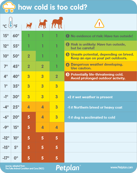 bajas-temperaturas-altas-temperaturas-los-perros-sufren-los-efectos