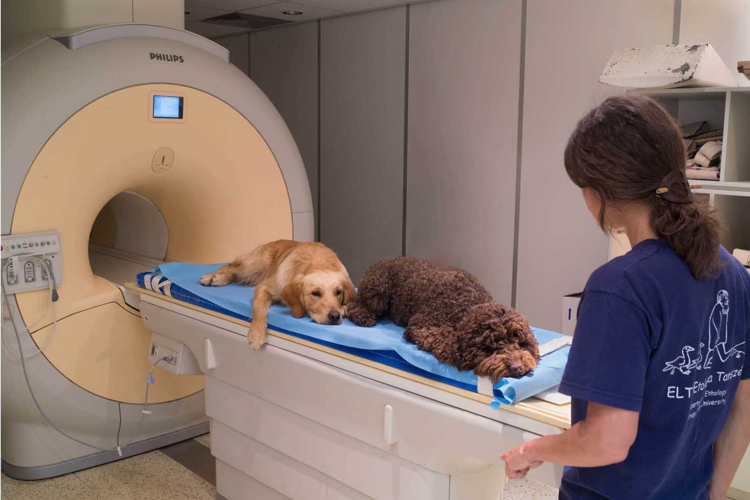 Cómo los veterinarios de nuestros perros? Radiografías, ecografías, resonancias