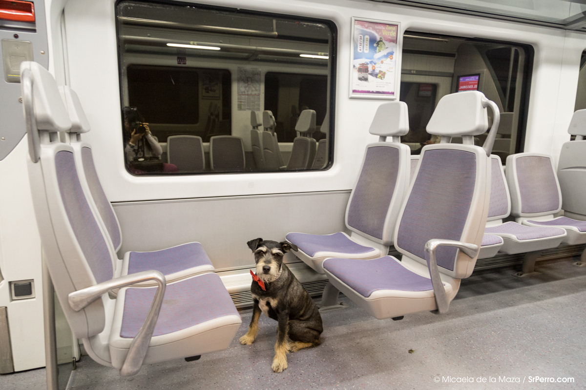 sarcoma tristeza Abuso Viajar en tren de cercanías con perro: sí, y además es gratis