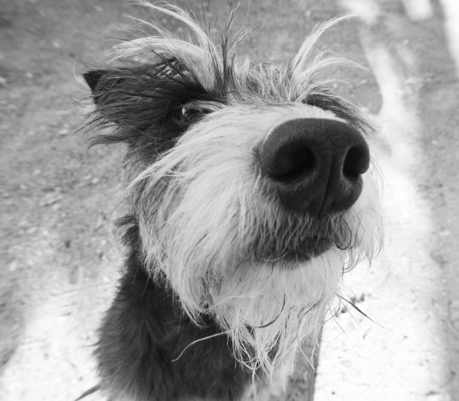 La nariz de tu perrito es su huella dactilar - CaminanBlog