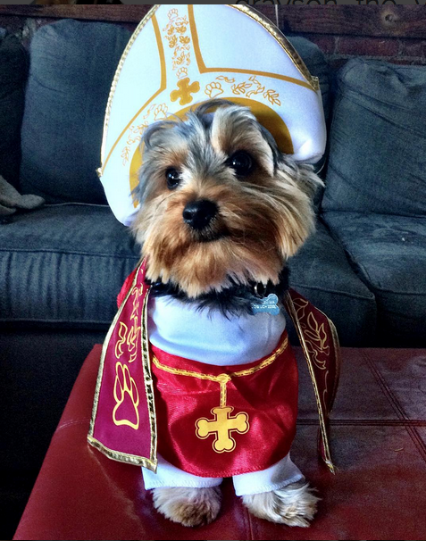 Converger Tejido Cervecería El Papa Perro y otros disfraces caninos para triunfar en cumples, fiestas o  Halloween