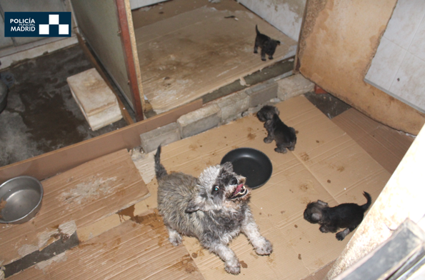 Anual Célula somatica Descifrar La Policía Municipal localiza un criadero y una residencia canina ilegales  en Madrid